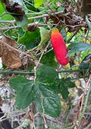 Image result for Coccinia adoensis