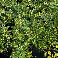 Image result for Euonymus fortunei