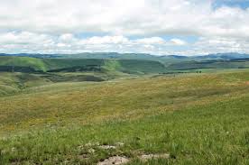 Image result for Cyrtanthus welwitschii