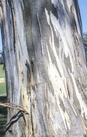 Image result for Eucalyptus tereticornis