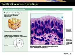 Stratified cuboidal is found in the ducts of glands (sweat glands, mammary glands). Ppt Tissues Powerpoint Presentation Free Download Id 814192