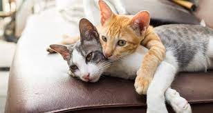 They make you jump through a surprising number of hoops to get a cat from the shelter; Wondering If Can Cats Eat Raspberries Catopia Cafe