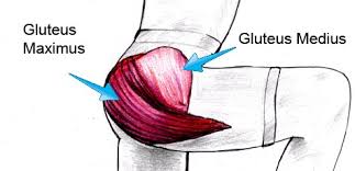 Glute muscle anatomy fitstep glute muscle anatomy shown in the second diagram are the gluteus medius and minimus which lie directly underneath the glute exercises. 3 Reasons To Do Glute Exercises