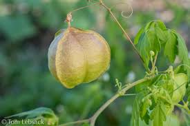 Image result for Cardiospermum halicacabum