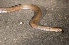 Mozambique Spitting Cobra