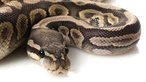 What Is A Baby Snake Called