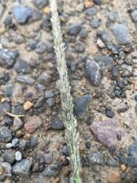 Image result for Sporobolus mauritianus