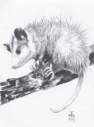 Virginia Opossum By Arabidopsis Animation Drawing Sketches Animal Art Animals Artwork
