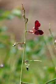 Image result for Macroptilium atropurpureum