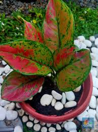 Tanaman hias dalam arti bunga merupakan tanaman yang mempunyai bunga yang cantik dengan satu atau banyak warna. Harganya Bikin Emosi 7 Tanaman Hias Termahal Di Ri