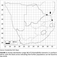 Image result for Decorsea schlechteri
