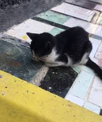 Agzi Ve Gozune Yapistirici Surulen Kedi Kaldirima Yapistirilmis Halde Bulundu Bursa Com