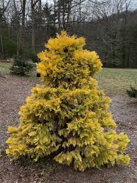 Image result for Calocedrus decurrens