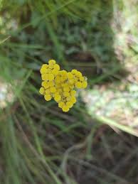 Image result for Helichrysopsis