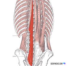 Start studying lower body muscle list. Deep Back Muscles Anatomy Geeky Medics
