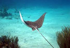 Stingray Under Water Marine Park Planetanimalzone Ocean Creatures Animals Sea Animals
