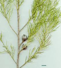 Image result for Callitris