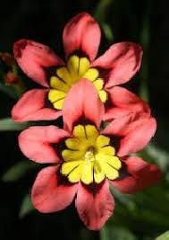3,448 likes · 40 talking about this. Popular Plant Bulb Nursery In Darjeeling West Bengal Flower Bulbs Dealer Indianyellowpages