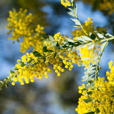 Image result for Acacia fleckii
