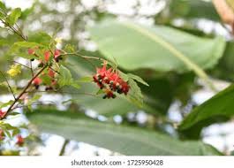 Image result for Ochna atropurpurea