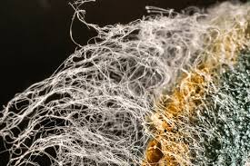 Image result for Asparagus aspergillus