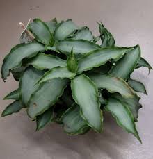 Image result for Murdannia stricta