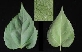 Image result for Croton megalobotrys