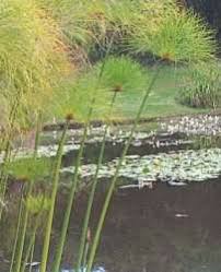 Image result for Cyperus papyrus