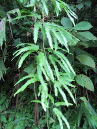 Image result for Lygodium