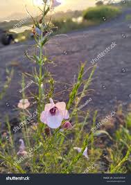 Image result for Sopubia lanata