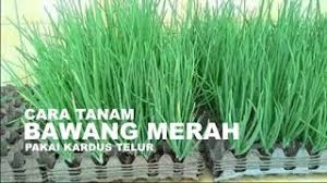 Tanam bawang dalam bekas telur. Cara Menanam Bawang Merah Dengan Kardus Telur Youtube