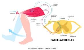 Image result for Reflex Exam