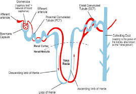 Diagram Of Nephron Catalogue Of Schemas