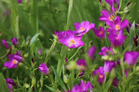 Check spelling or type a new query. Calandrinia Plant Growing Guide Rock Purslane Redmaids