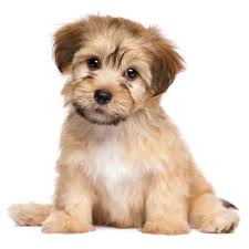 However, i would have to say that the havachon is my favorite puppy. Petland Texas