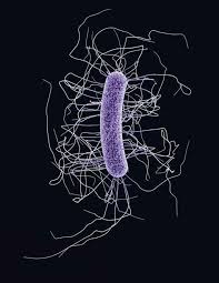 Durchfall Fluch Und Segen Der Antibiotika Gute Pillen Schlechte Pillen