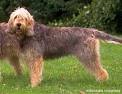 Old Country Otterhounds & Irish Terriers