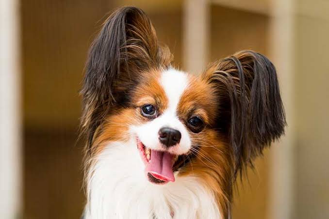 Papillon