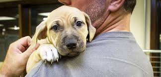 One form of animal cruelty is overt, intentional abuse, which occurs when a person purposely causes physical harm, injury or the death of an animal (aspca). What Are Cost Of Care Laws And How Do They Work Aspca