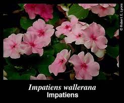 Image result for Impatiens wallerana