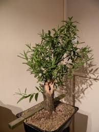 Very fast growing and forgiving bonsai. Bonsai Live Indoor Or Outdoor Bonsai Tree Cutting Black Willow Bonsai Tree Thick Trunk Root Stock Much Better Than Tree Seeds Get A Mature Looking Bonsai Fast Patio Lawn Garden Mceadvisory Com
