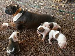 Pin By Otomobil On Boxer Family In 2020 Animals Patio Art Boxer