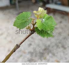 Image result for graft grape vines