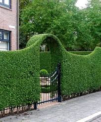Wild privet ligustrum hedge close up nature texture a sample of topiary art. 17 Ligustrum Ideas Plants Hedges Shrubs