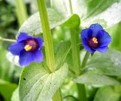 Image result for Anagallis gracilipes