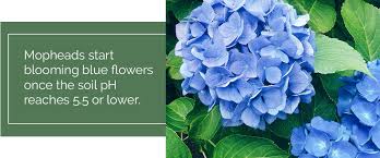 Space plants 4 to 24 inches apart, depending on variety. How To Change The Colour Of Your Hydrangeas Blue Flowers Ph 5 5 Or Lower Eising Garden Centre