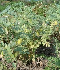 Image result for Cicer arietinum