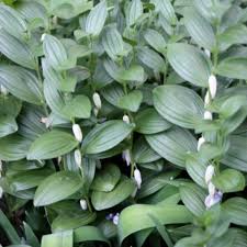 He was so impressed by the plant's diverse healing qualities. Dwarf Solomon S Seal Has A Place In The Shade Horticulture