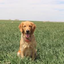 The initial training is to respond to a whistle, a hand clap or a snap. Kl Golden Retrievers Home Facebook