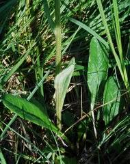 Image result for Gutenbergia polycephala